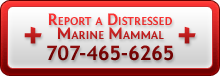 Report a Distressed marine Mammal 707-465-6265 Report a Distressed marine Mammal 707-465-6265