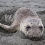 Seal Assessment