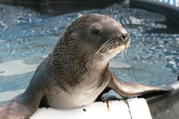 fun-facts-northcoast-marine-mammal-center