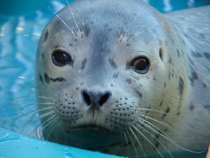 Meals for Seals Meals for Seals