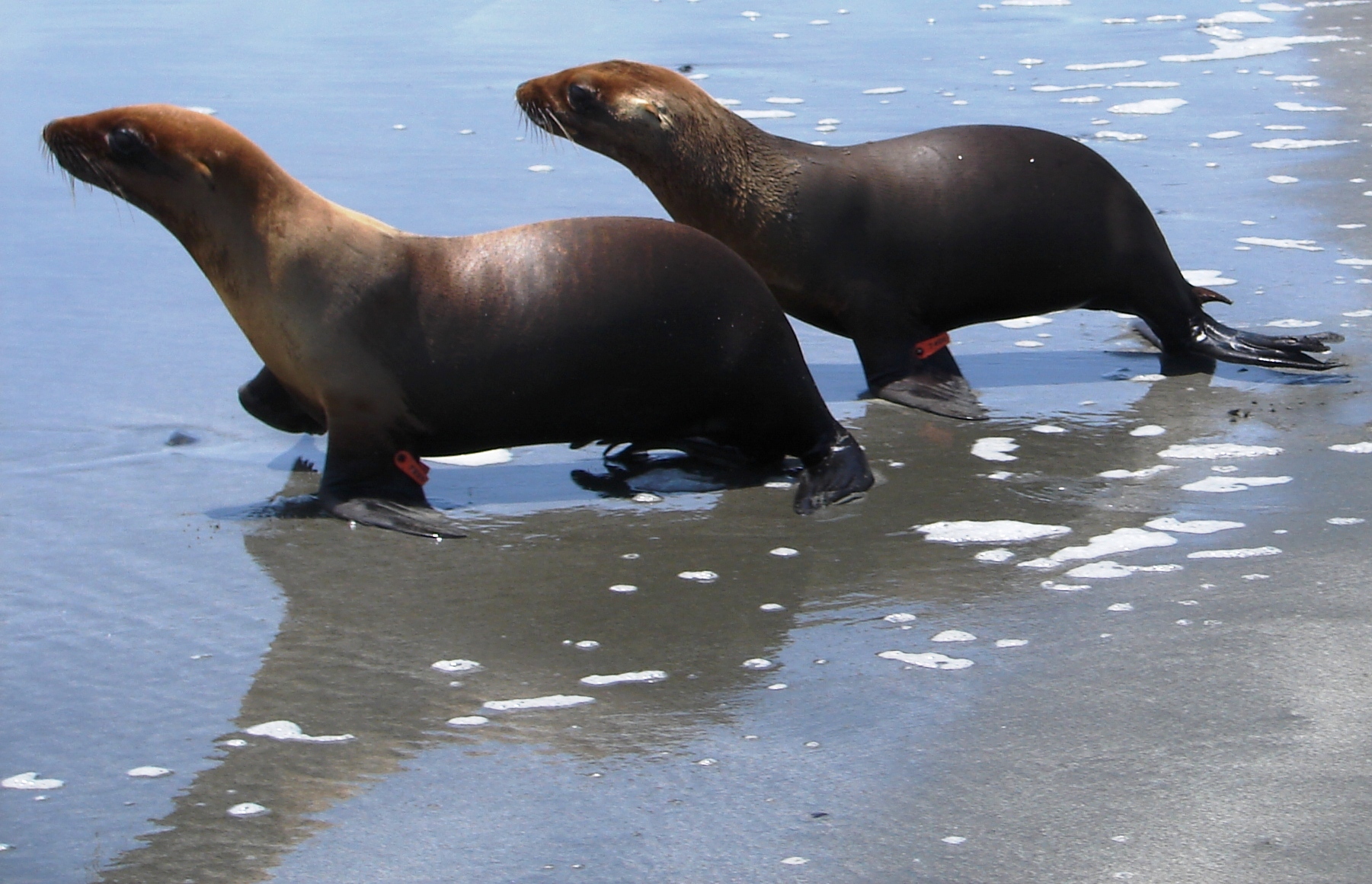 Fun Facts | Northcoast Marine Mammal Center